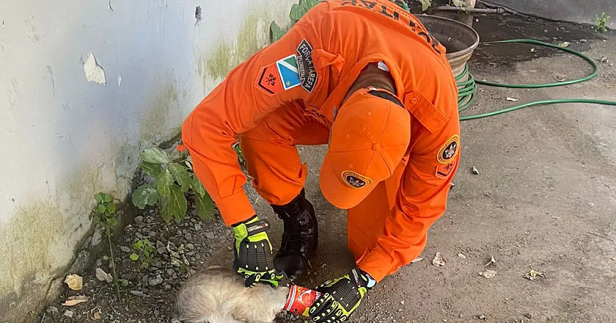 Gatinho prende a cabeça em lata de alumínio e mobiliza Bombeiros