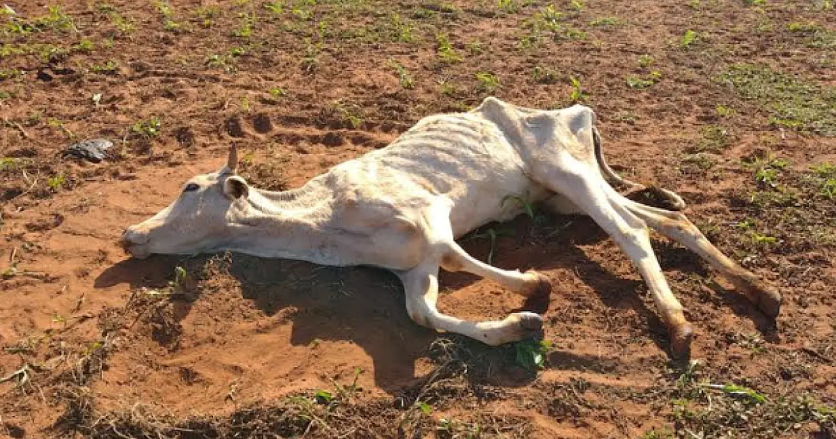 Paulista é multado em R$ 8 mil por deixar gado sem alimento até a morte