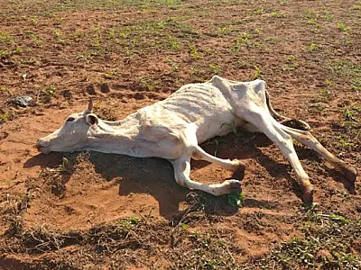 Paulista é multado em R$ 8 mil por deixar gado sem alimento até a morte