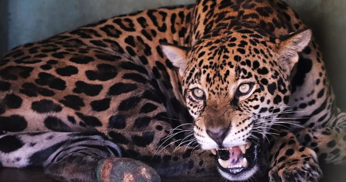 Monitoramento confirma adaptação da onça-pintada Miranda ao habitat natural
