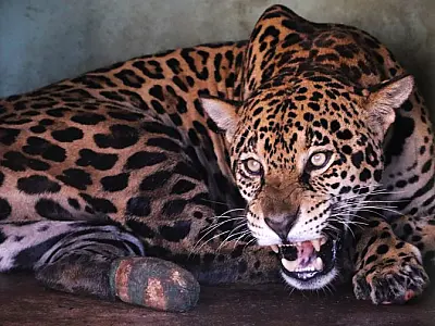 Monitoramento confirma adaptação da onça-pintada Miranda ao habitat natural
