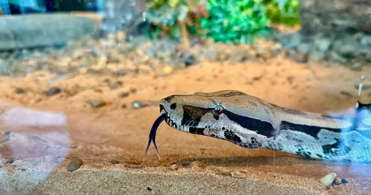 Jiboia resgatada de circo é a embaixadora ambiental do Bioparque Pantanal