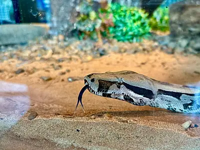 Jiboia resgatada de circo é a embaixadora ambiental do Bioparque Pantanal
