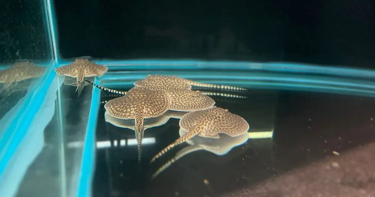 Arraia Jusara dá à luz a 14 filhotes, os primeiros 'bebês' de 2024 no Bioparque Pantanal