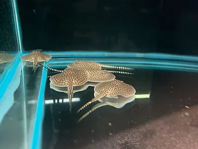 Arraia Jusara dá à luz a 14 filhotes, os primeiros 'bebês' de 2024 no Bioparque Pantanal