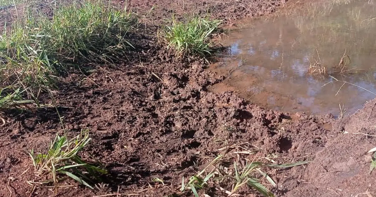 Paulista é multado R$ 160 mil por manter gado em área protegida