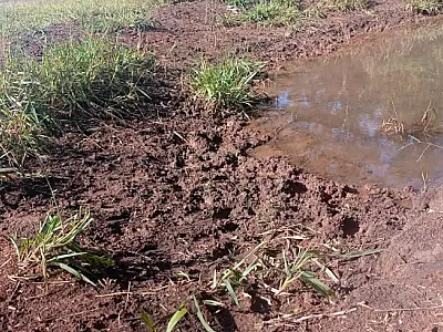 Paulista é multado R$ 160 mil por manter gado em área protegida