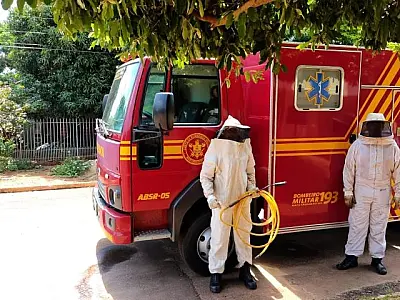 Bombeiros alertam sobre risco de ataque de abelhas migratórias na primavera