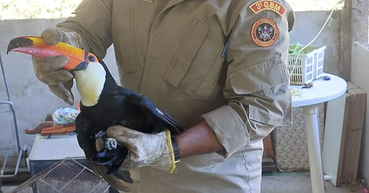 Tucano é resgatado em casa do bairro Cervejaria