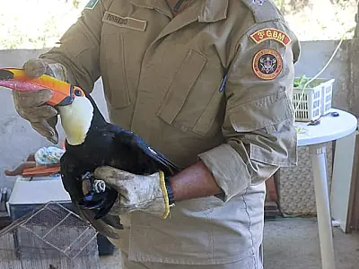 Tucano é resgatado em casa do bairro Cervejaria