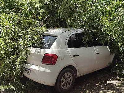Queda de árvore danifica dois veículos no centro