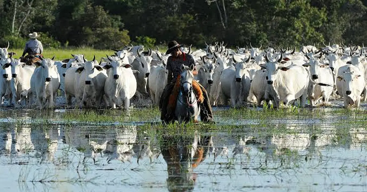 Audiência Pública que vai tratar da Lei do Pantanal será na sexta-feira (25)