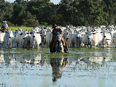 Audiência Pública que vai tratar da Lei do Pantanal será na sexta-feira (25)