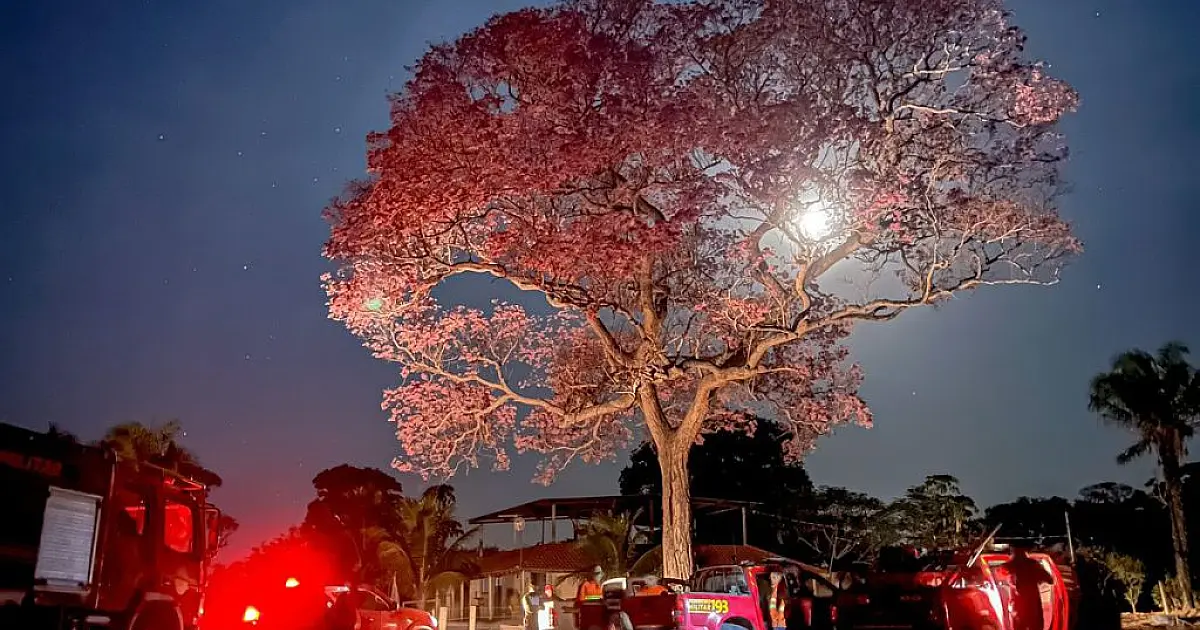 ONGs destacam importância do trabalho conjunto no combate à incêndios no Pantanal