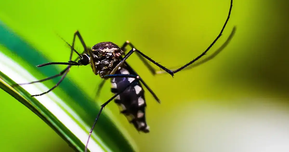 Brasil se aproxima de 6 milhões de casos e 4 mil mortes por dengue