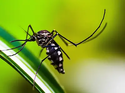 Brasil se aproxima de 6 milhões de casos e 4 mil mortes por dengue