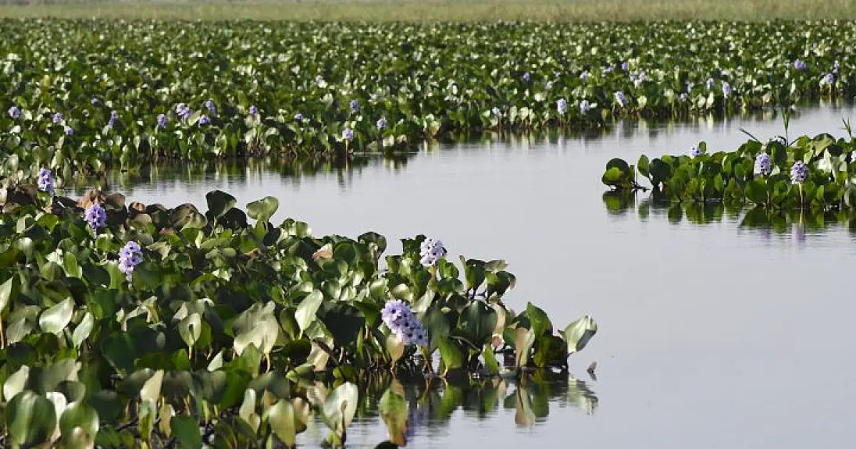 Divulgado o índice do ICMS Ecológico para 2025; Corumbá e Ladário receberam menos de 1%