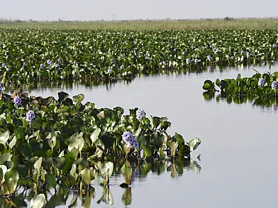 Divulgado o índice do ICMS Ecológico para 2025; Corumbá e Ladário receberam menos de 1%