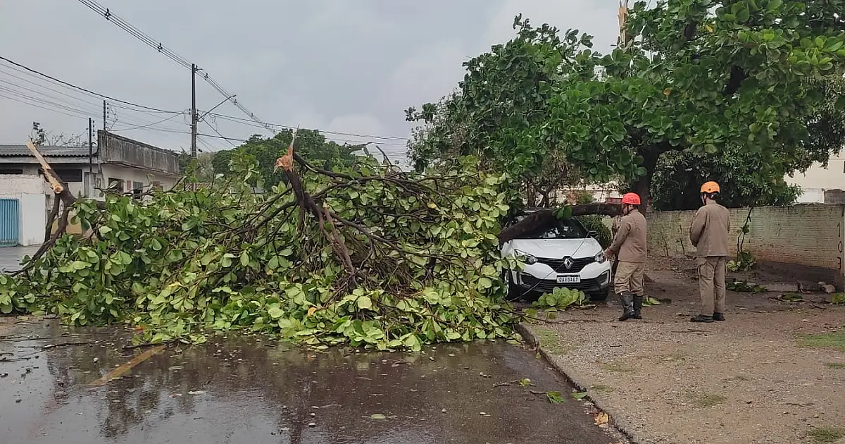 Ventos fortes derrubam árvores durante a madrugada em Corumbá