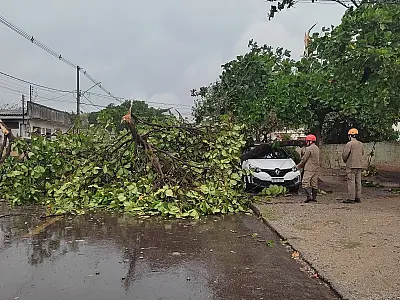 Ventos fortes derrubam árvores durante a madrugada em Corumbá