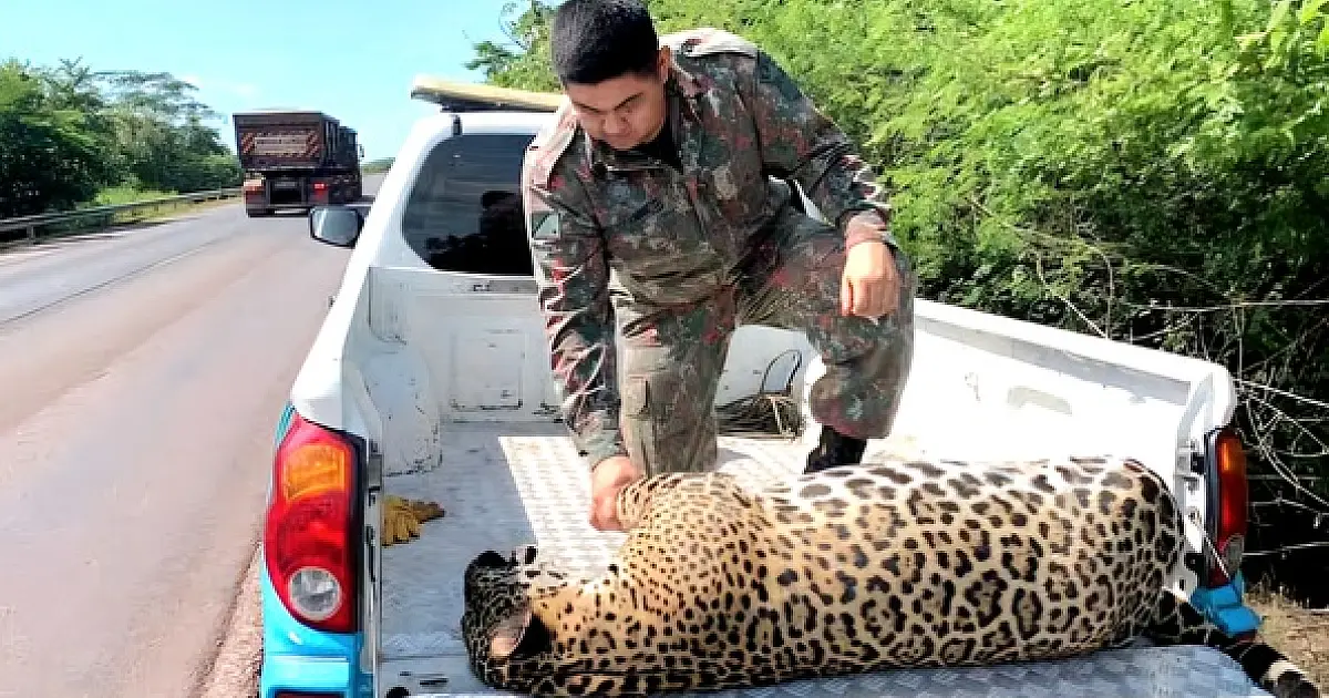 Vereador pede ações para reduzir atropelamentos de animais silvestres na BR 262
