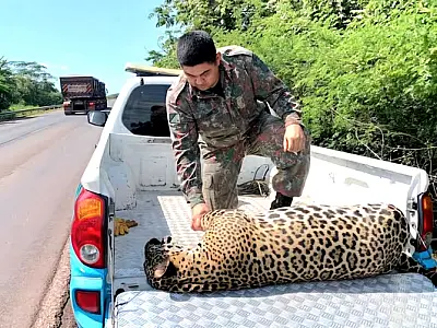 Vereador pede ações para reduzir atropelamentos de animais silvestres na BR 262