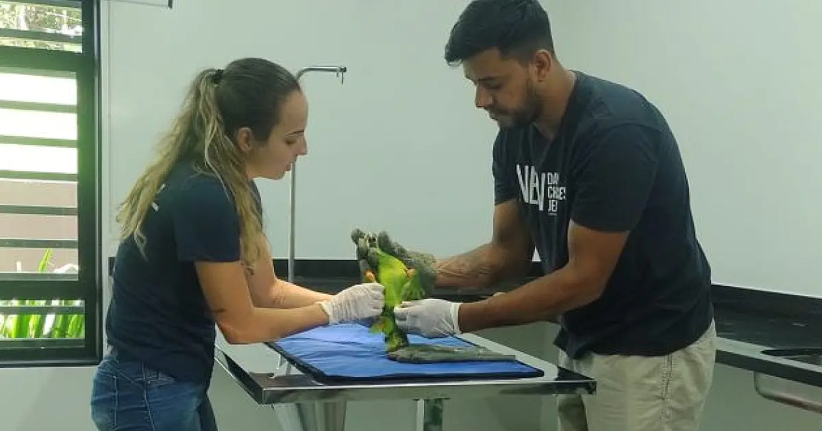 Hospital Veterinário de MS ultrapassa de 2 mil animais silvestres atendidos