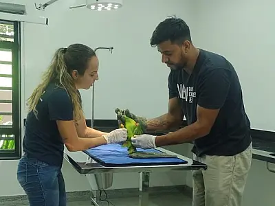 Hospital Veterinário de MS ultrapassa de 2 mil animais silvestres atendidos