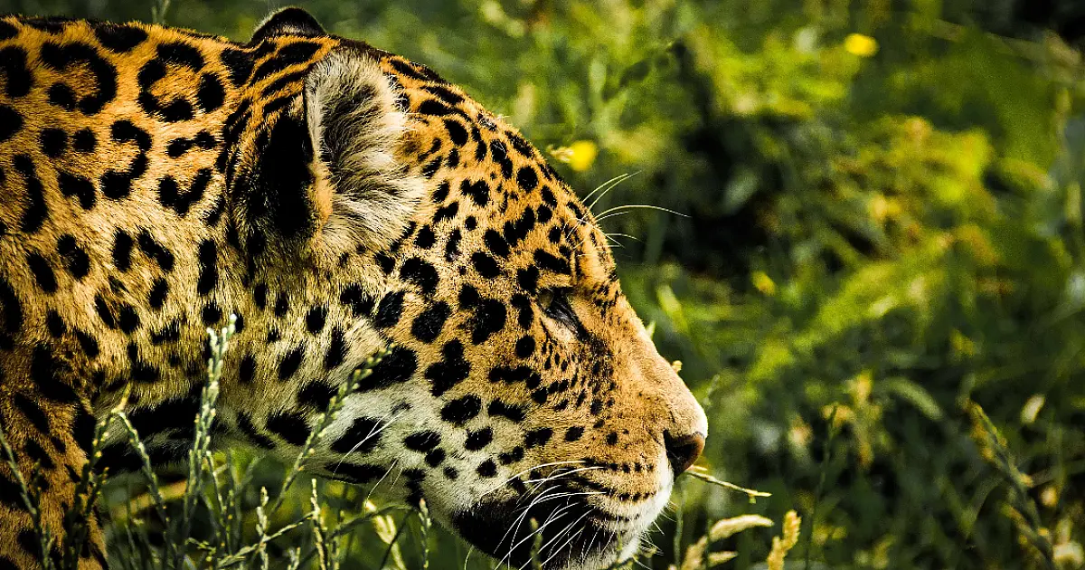 Programa de monitoramento mostra que a população de onças está equilibrada no Pantanal de MS