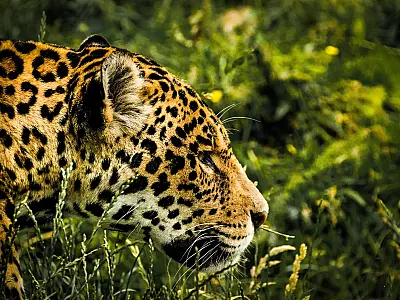 Programa de monitoramento mostra que a população de onças está equilibrada no Pantanal de MS