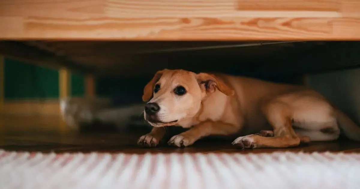 Saiba como proteger os pets durante a queima de fogos de artifício