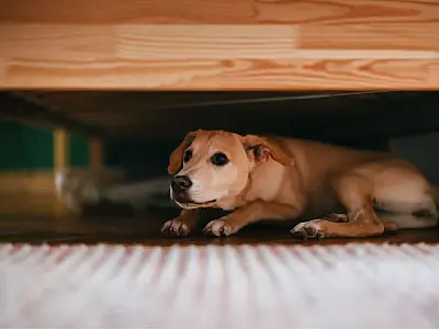 Saiba como proteger os pets durante a queima de fogos de artifício