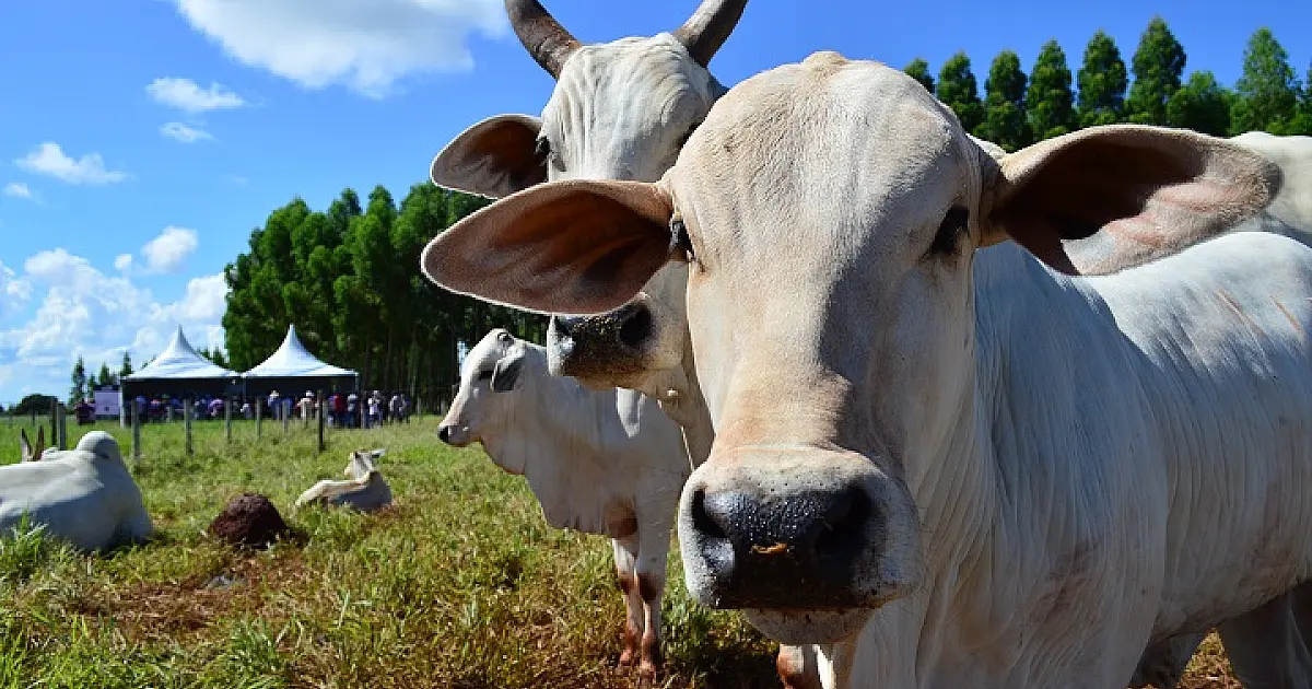 Após oficializar no país, MS quer certificado internacional sem aftosa até 2025