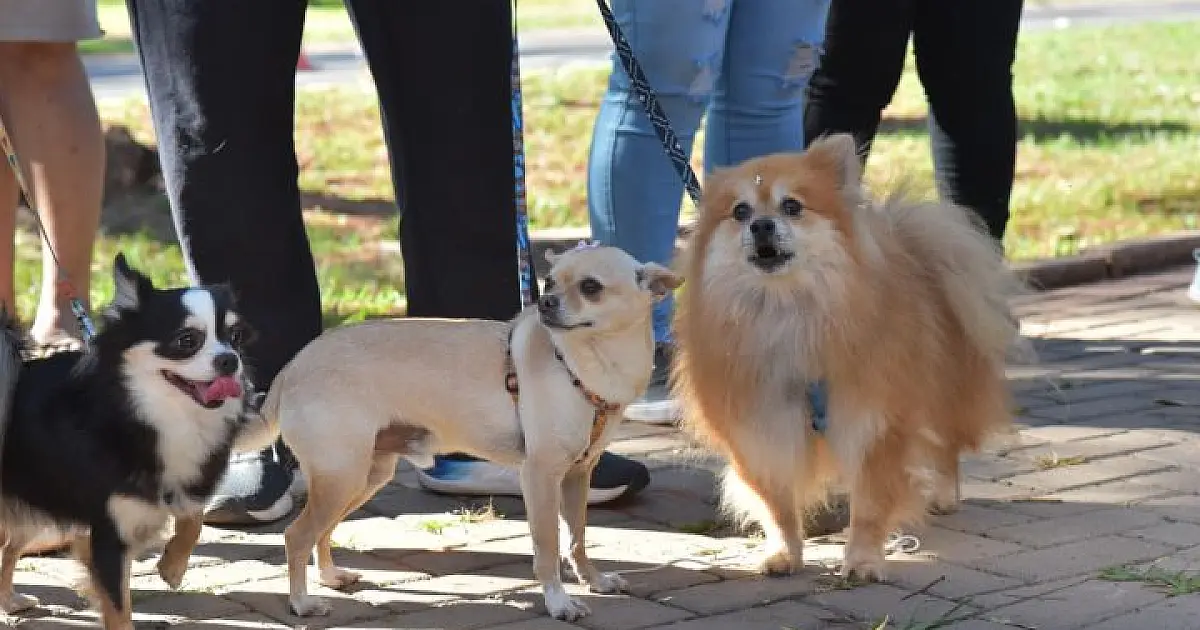 Seminário discute política de proteção aos animais em MS nesta terça e quarta-feira