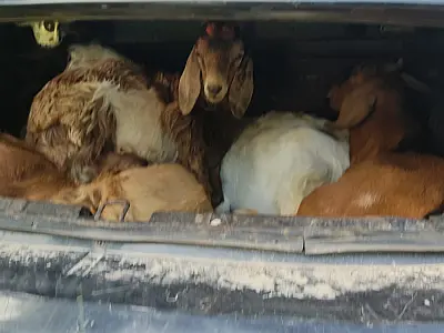 Indivíduos oferecem um 'porquinho' para escapar de flagrante de furto