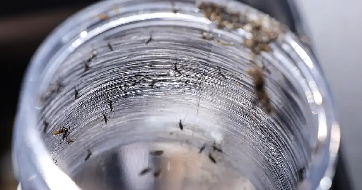 Ministério da Saúde intensificará mobilização contra dengue no Brasil