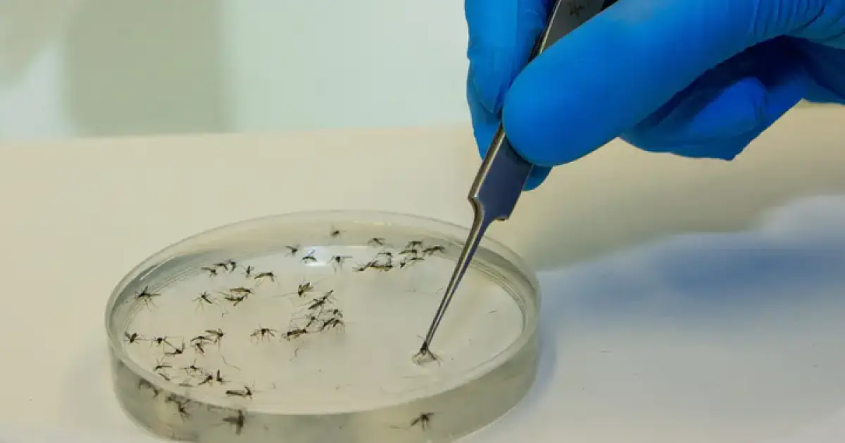 Confira dicas de prevenção contra febre Oropouche