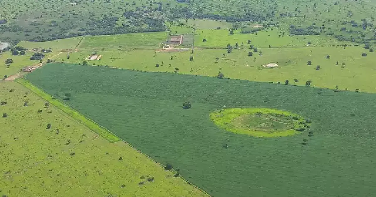 Desmatamento do Pantanal em MS é cinco vezes maior que em MT