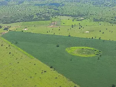 Desmatamento do Pantanal em MS é cinco vezes maior que em MT