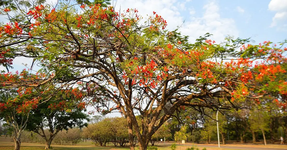 Primavera começa às 3h50 deste sábado