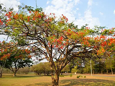 Primavera começa às 3h50 deste sábado