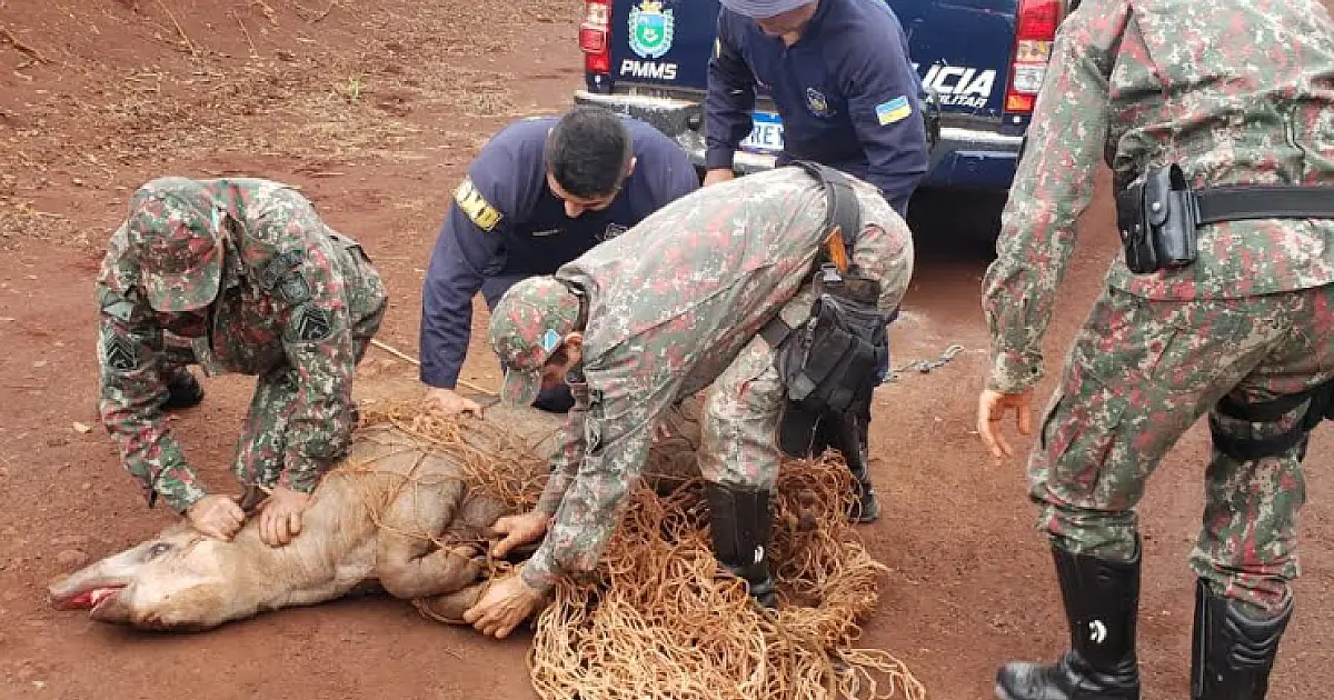 Quase 2 mil animais silvestres foram capturados pela PMA em 2022