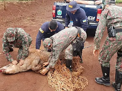 Quase 2 mil animais silvestres foram capturados pela PMA em 2022
