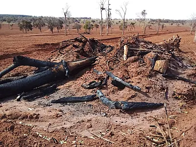 PMA autua paulista em R$ 7,3 mil por derrubar e incendiar vegetação para renovação de pastagem