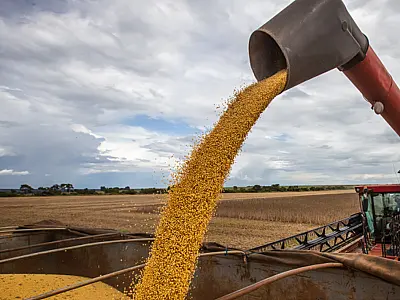 IBGE prevê safra recorde de 346 milhões de toneladas em 2025