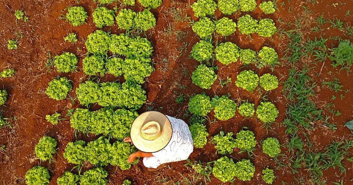 Mato Grosso do Sul possui 80 mil famílias agricultoras