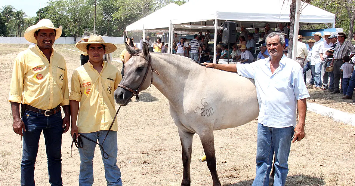 Feapan terá 1&ordm; shopping do cavalo pantaneiro