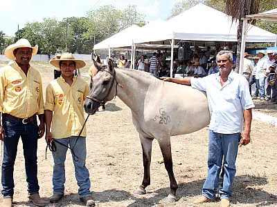 Feapan terá 1&ordm; shopping do cavalo pantaneiro
