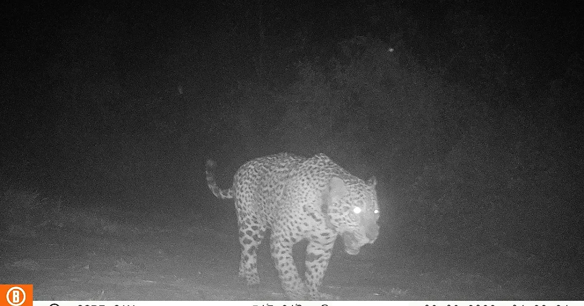 Câmeras flagram onça-pintada monitorada circulando na região da Serra do Amolar