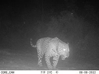 Câmeras flagram onça-pintada monitorada circulando na região da Serra do Amolar